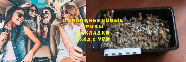 прущие грибы Бородино